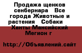 Продажа щенков сенбернара - Все города Животные и растения » Собаки   . Ханты-Мансийский,Мегион г.